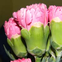 Fresh Carnation Cut Flower