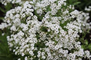 Fresh Gypsophila Cut Flower