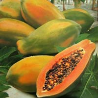 Papaya