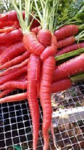 Red Carrot