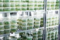 Tissue Cultured Plants