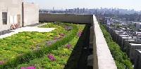 Green Roofs