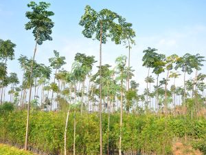 NEEM PLANTS