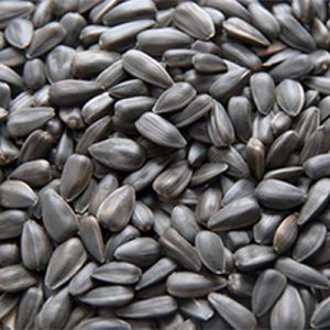 Black Sesame Seeds