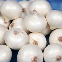 Fresh White Onion