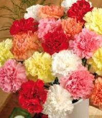 Carnation Flowers