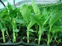 tissue cultured banana plants