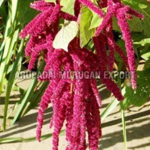 Fresh Amaranth Flowers