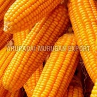 Yellow Maize