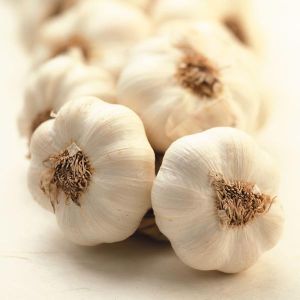 Fresh Garlic